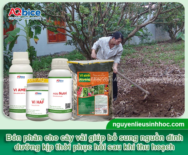 Hướng dẫn cách chăm sóc cây vải sau thu hoạch 4 Hướng dẫn chăm sóc cây vải sau thu hoạch