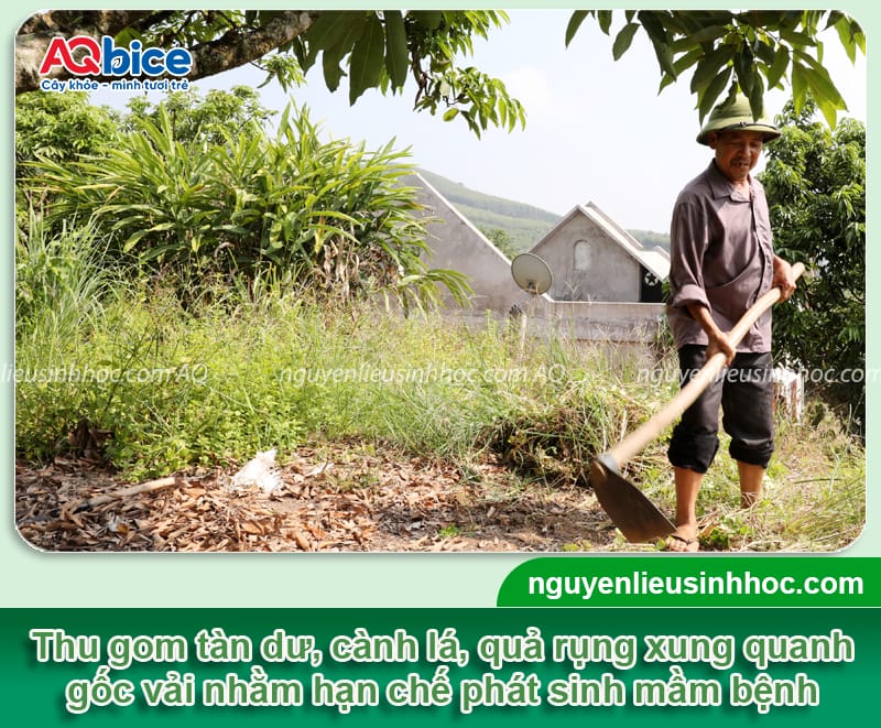 Hướng dẫn cách chăm sóc cây vải sau thu hoạch 3 Hướng dẫn chăm sóc cây vải sau thu hoạch