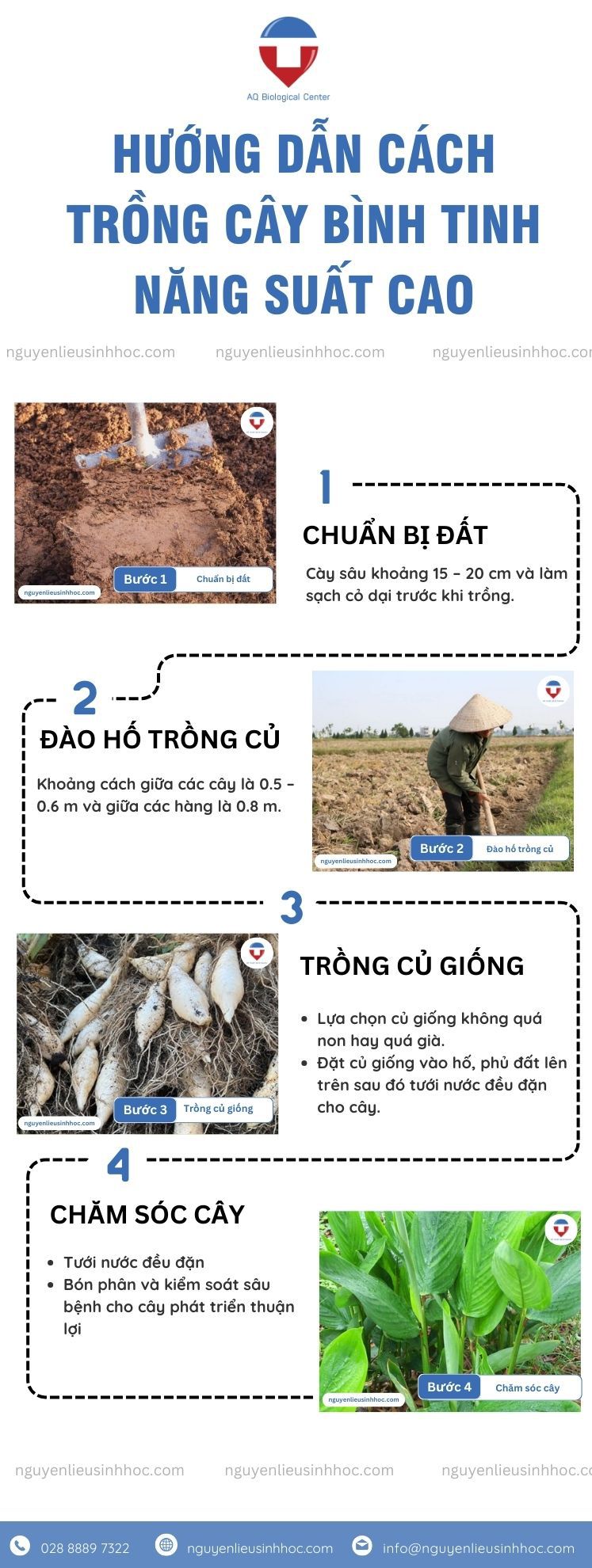 Củ bình tinh là gì? Công dụng và cách trồng cho năng suất cao