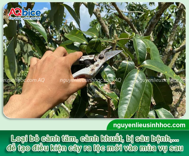 Hướng dẫn cách chăm sóc cây vải sau thu hoạch 2 Hướng dẫn chăm sóc cây vải sau thu hoạch