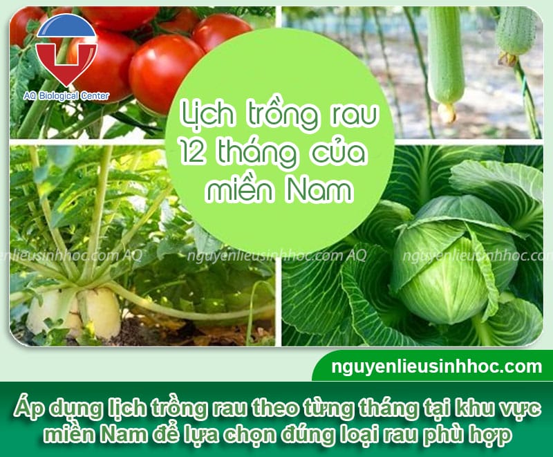 Lịch trồng rau miền Nam, hướng dẫn lựa chọn theo từng tháng