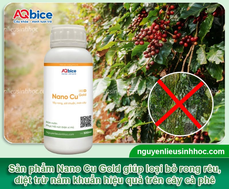 Hướng dẫn cách tỉa cành cà phê sau thu hoạch đúng chuẩn 4 Hướng dẫn cách tỉa cành cà phê sau thu hoạch đúng chuẩn