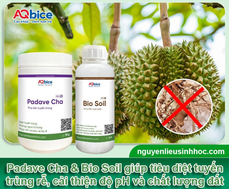 5 bước phục hồi sầu riêng sau thu hoạch cho vụ sau bội thu 4 5 bước phục hồi sầu riêng sau thu hoạch cho vụ sau bội thu