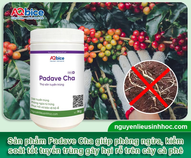 Hướng dẫn cách tỉa cành cà phê sau thu hoạch đúng chuẩn 6 Hướng dẫn cách tỉa cành cà phê sau thu hoạch đúng chuẩn