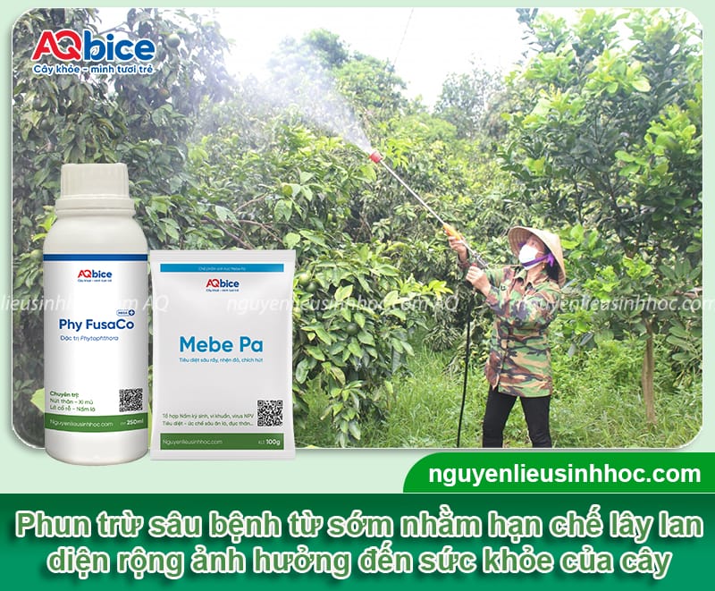 Hướng dẫn cách chăm sóc cây vải sau thu hoạch 5 Hướng dẫn chăm sóc cây vải sau thu hoạch