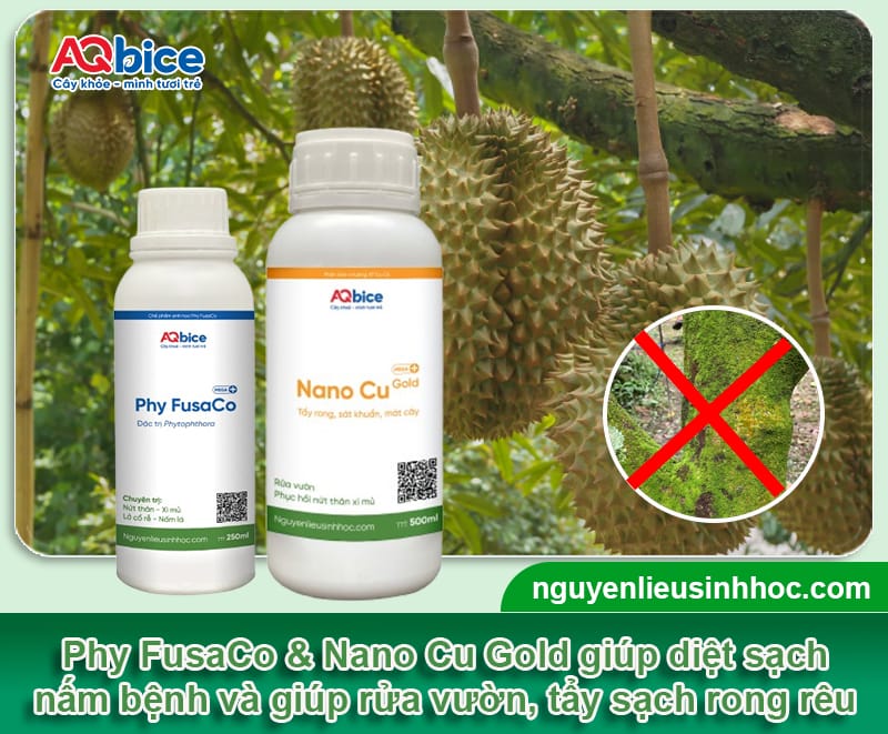 5 bước phục hồi sầu riêng sau thu hoạch cho vụ sau bội thu 3 5 bước phục hồi sầu riêng sau thu hoạch cho vụ sau bội thu