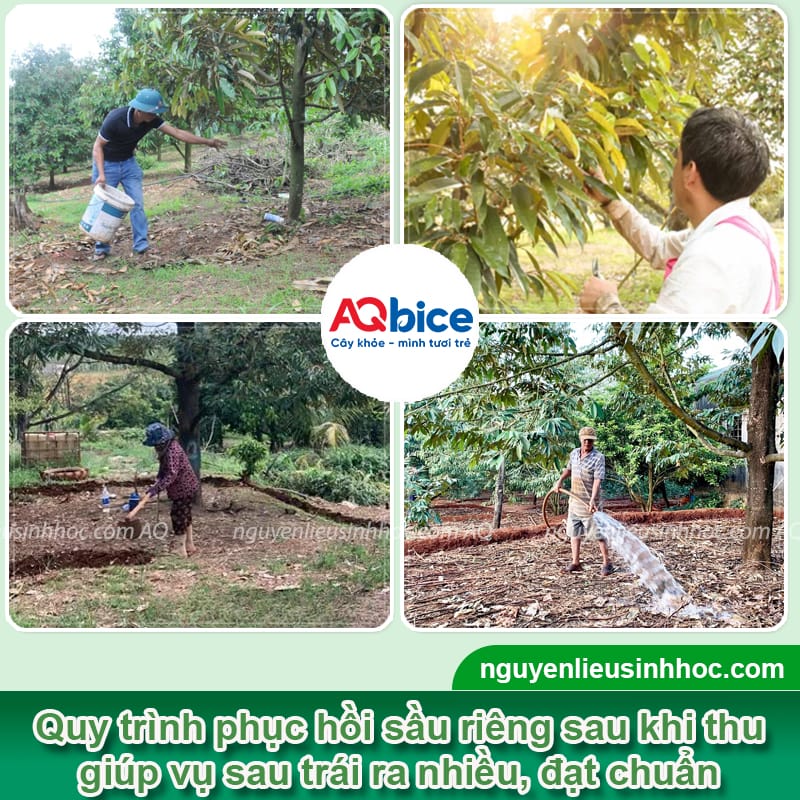 5 bước phục hồi sầu riêng sau thu hoạch cho vụ sau bội thu 2 5 bước phục hồi sầu riêng sau thu hoạch cho vụ sau bội thu