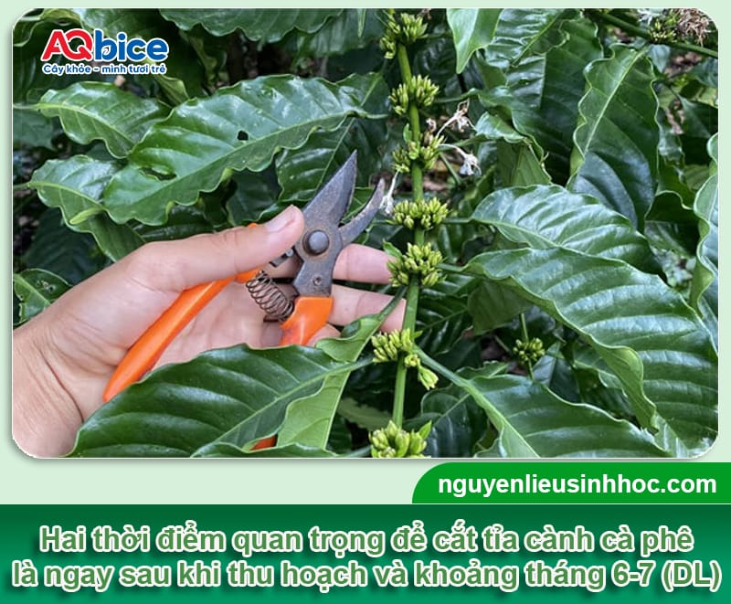 Hướng dẫn cách tỉa cành cà phê sau thu hoạch đúng chuẩn