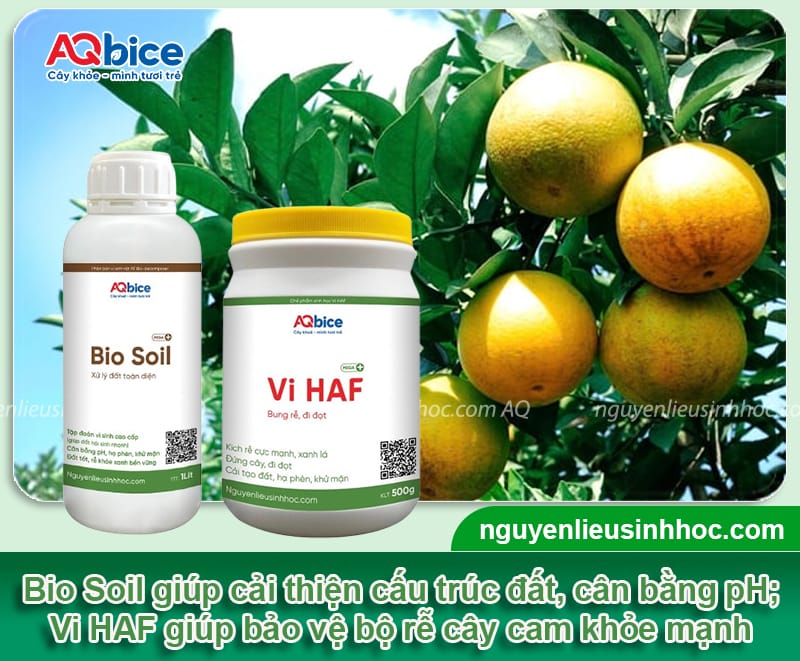 Bón phân cho cây cam sau thu hoạch để vụ sau bội thu