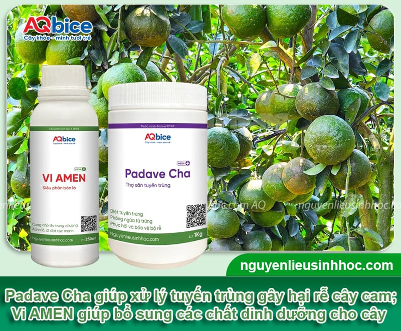 Bón phân cho cây cam sau thu hoạch để vụ sau bội thu