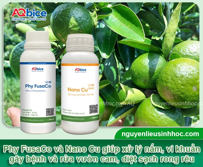 Bón phân cho cây cam sau thu hoạch để vụ sau bội thu
