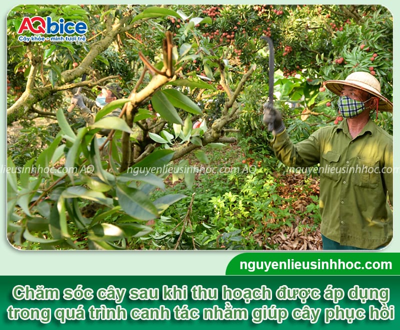 Hướng dẫn chăm sóc cây vải sau thu hoạch