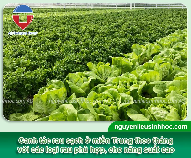 Lịch trồng rau miền Trung tính theo 12 tháng dương lịch