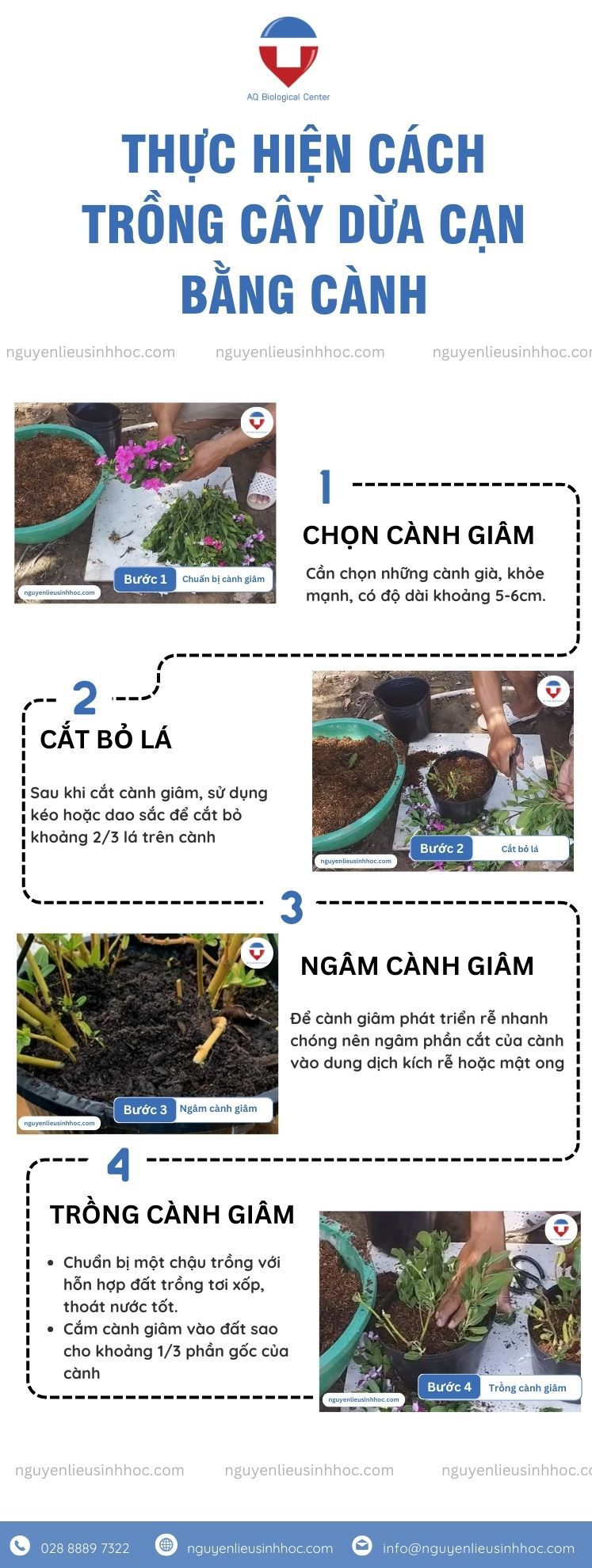 Cách trồng cây dừa cạn bằng cành đơn giản cho hoa nở rực rỡ