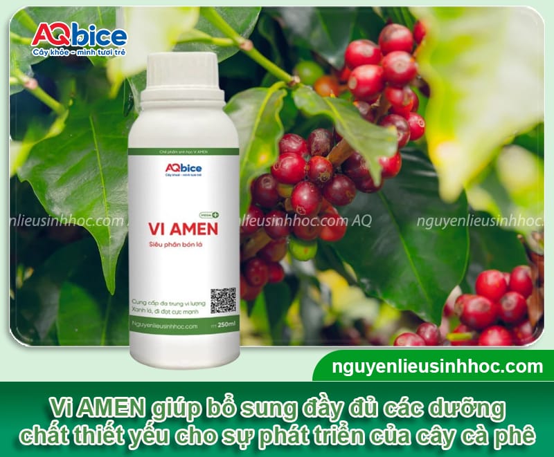 Hướng dẫn cách tỉa cành cà phê sau thu hoạch đúng chuẩn 3 Hướng dẫn cách tỉa cành cà phê sau thu hoạch đúng chuẩn