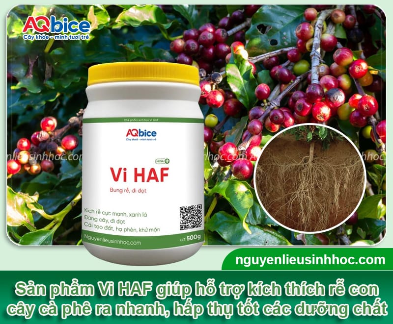 Hướng dẫn cách tỉa cành cà phê sau thu hoạch đúng chuẩn 5 Hướng dẫn cách tỉa cành cà phê sau thu hoạch đúng chuẩn