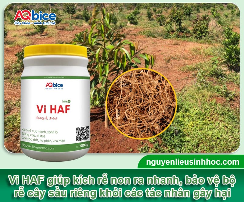 5 bước phục hồi sầu riêng sau thu hoạch cho vụ sau bội thu 5 5 bước phục hồi sầu riêng sau thu hoạch cho vụ sau bội thu