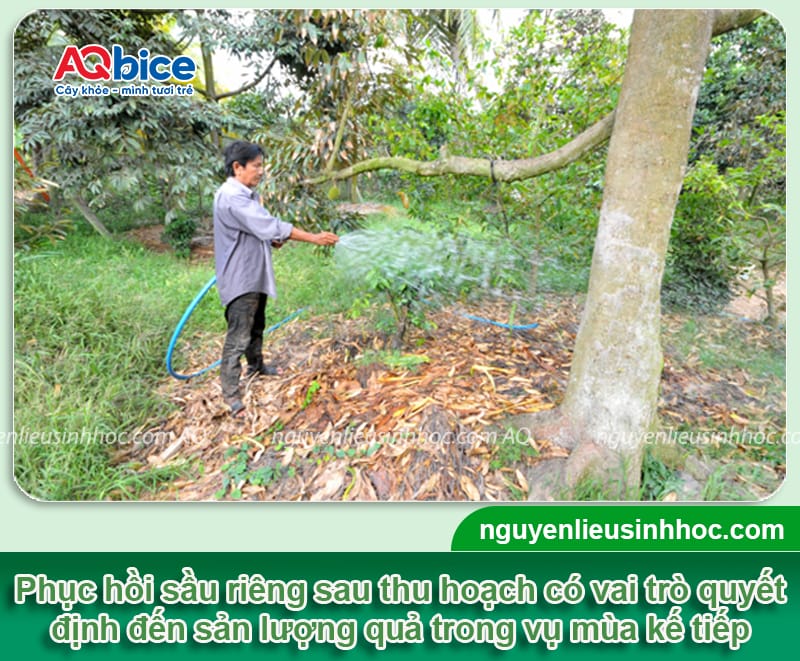 5 bước phục hồi sầu riêng sau thu hoạch cho vụ sau bội thu 1 5 bước phục hồi sầu riêng sau thu hoạch cho vụ sau bội thu