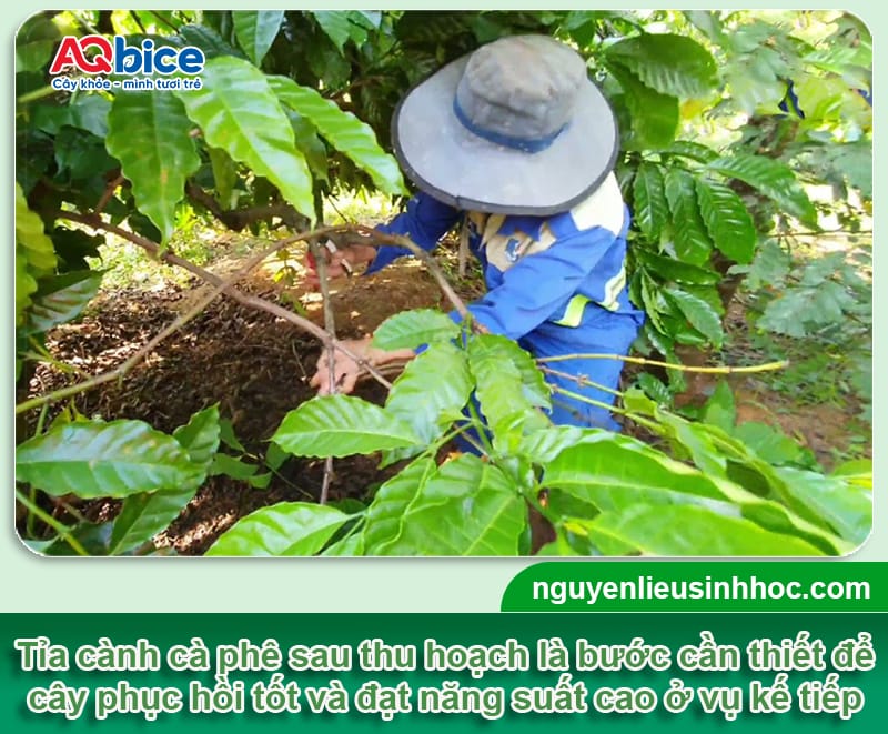 Hướng dẫn cách tỉa cành cà phê sau thu hoạch đúng chuẩn 1 Hướng dẫn cách tỉa cành cà phê sau thu hoạch đúng chuẩn