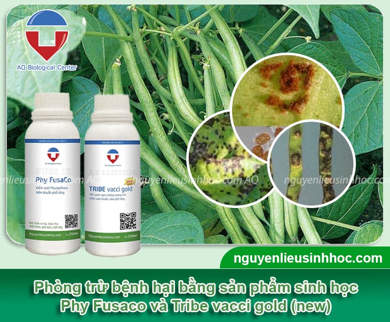 Nhận biết các bệnh trên cây đậu cove và cách phòng trừ