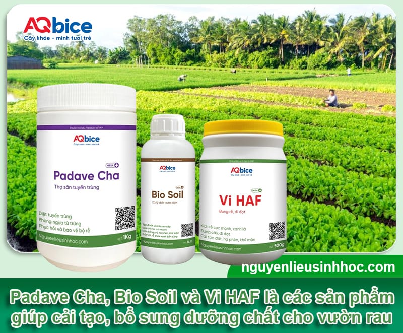 Cải tạo đất trồng rau trước và sau thu hoạch, vườn xanh mướt 4 Cải tạo đất trồng rau trước và sau thu hoạch, vườn xanh mướt