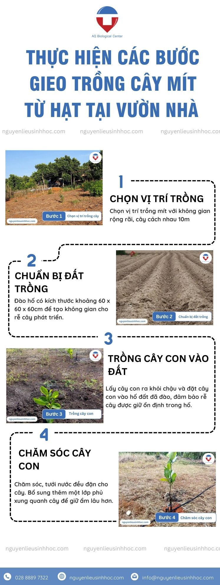 Cách ươm hạt mít và trồng tại vườn nhà năng suất cao