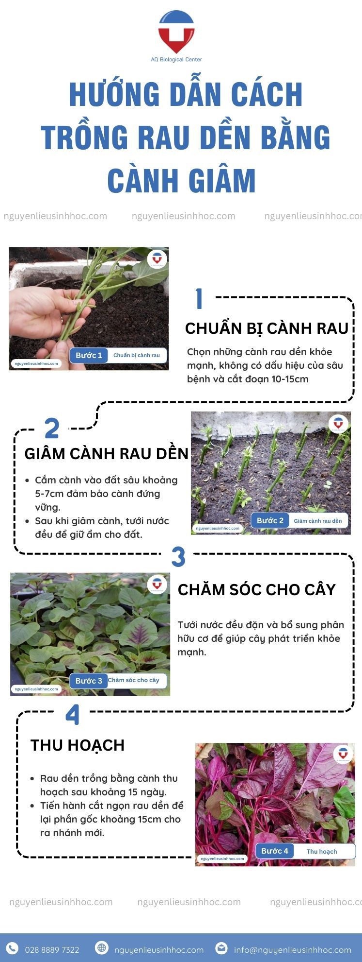 Cách trồng rau dền tại nhà đơn giản, cho năng suất cao