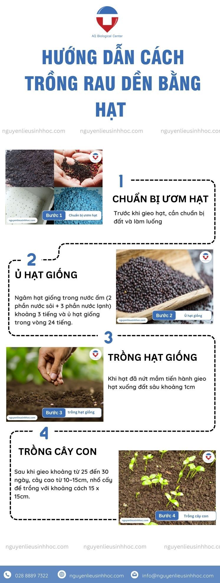 Cách trồng rau dền tại nhà đơn giản, cho năng suất cao