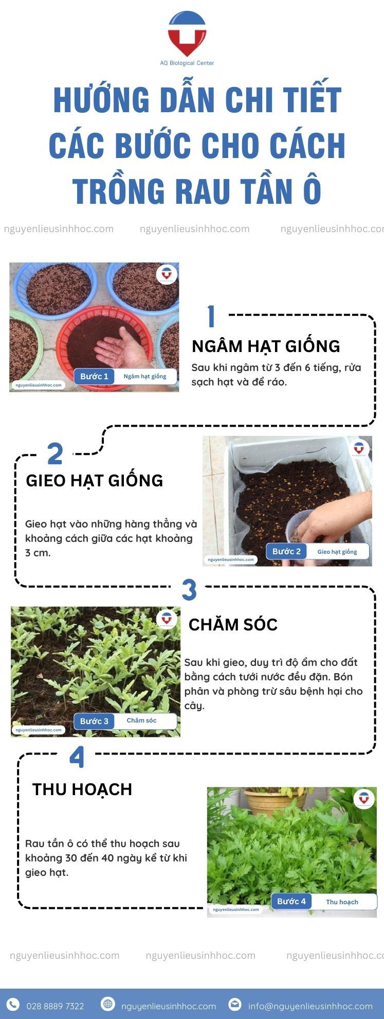 Cách trồng rau tần ô xanh tốt, năng suất cao quanh năm