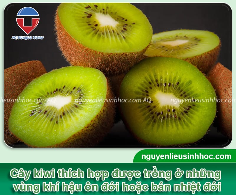 Cây kiwi có trồng được ở Việt Nam không? Thời gian trồng