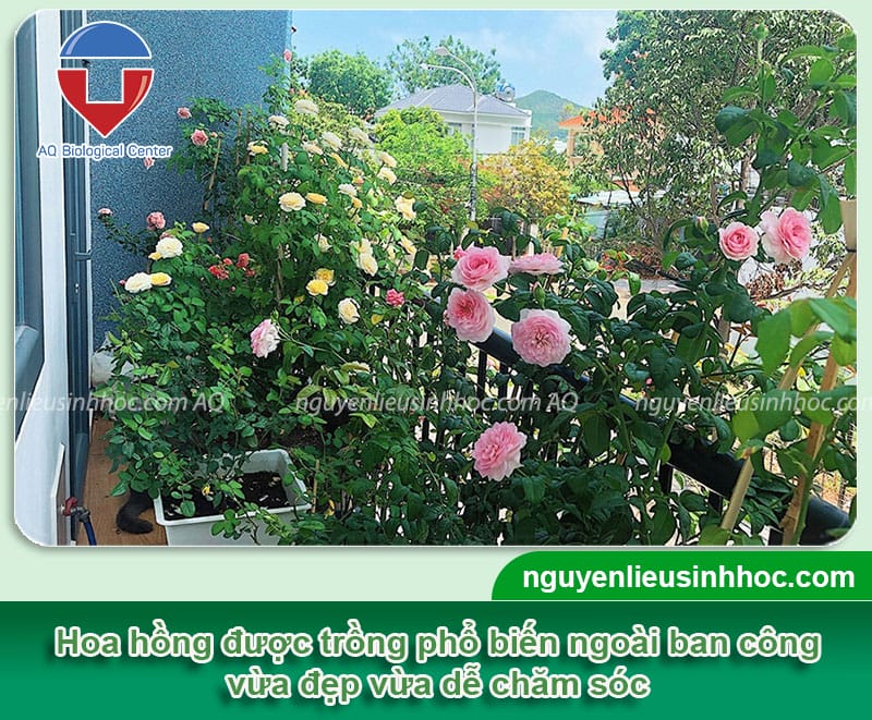 Những loại hoa trồng ban công mùa hè dễ chăm, chịu han tốt