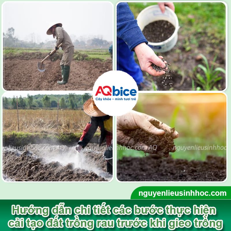 Cải tạo đất trồng rau trước và sau thu hoạch, vườn xanh mướt 2 Cải tạo đất trồng rau trước và sau thu hoạch, vườn xanh mướt