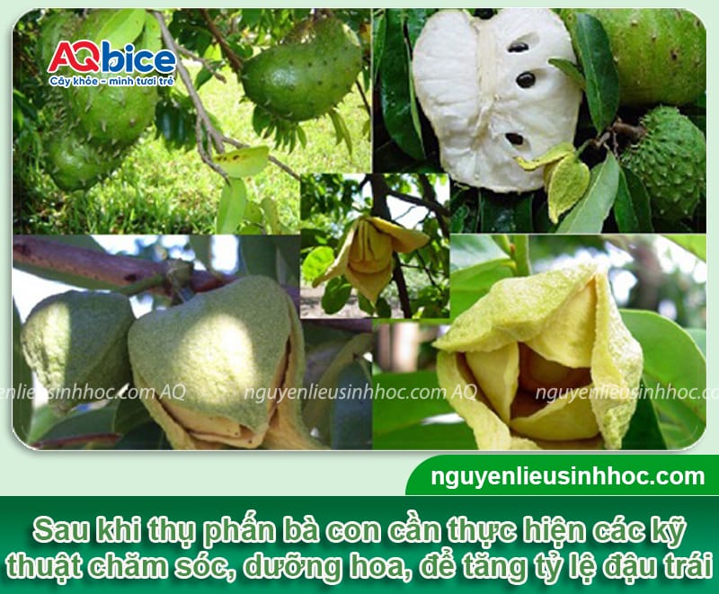 Cách thụ phấn mãng cầu xiêm giúp tăng tỷ lệ đậu trái 4 Cách thụ phấn mãng cầu xiêm giúp tăng tỷ lệ đậu trái