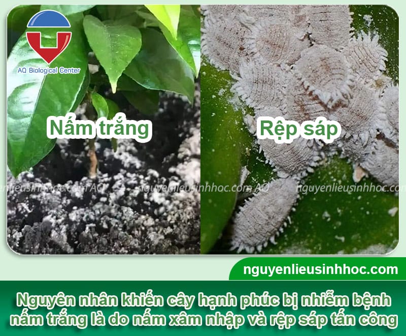 Cách phòng trị cây hạnh phúc bị nấm trắng và nguyên nhân