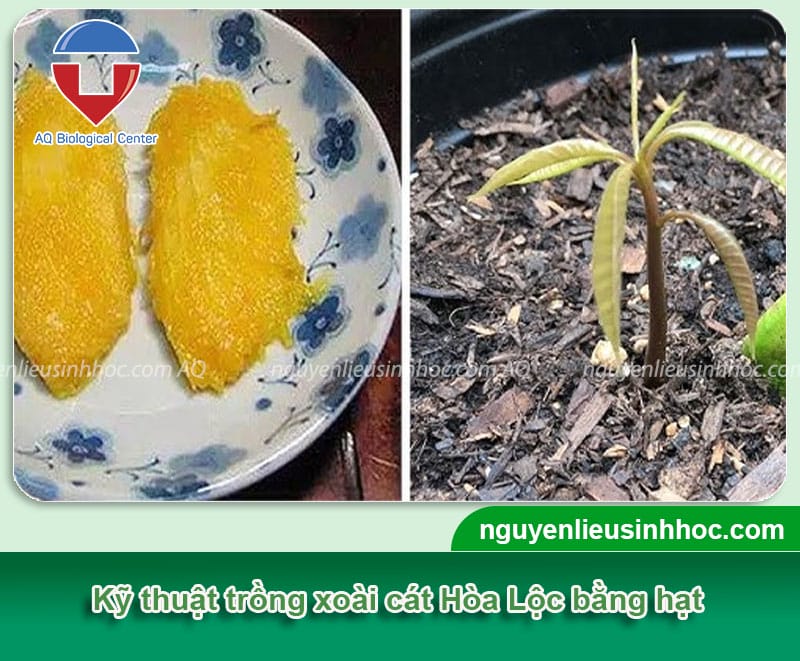 Kỹ thuật trồng xoài cát Hòa Lộc, trái dày thịt, ngọt đượm