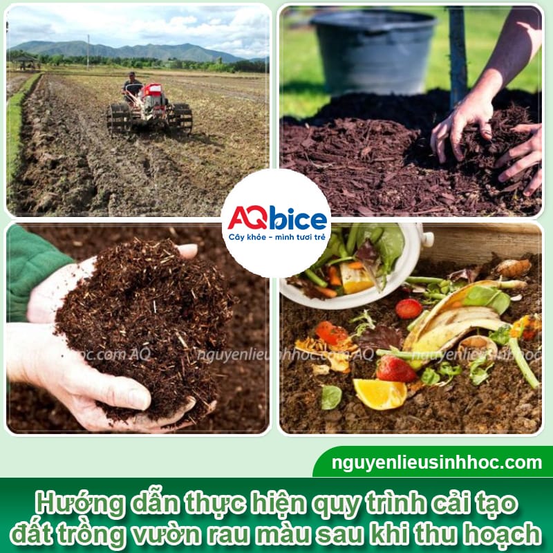 Cải tạo đất trồng rau trước và sau thu hoạch, vườn xanh mướt 3 Cải tạo đất trồng rau trước và sau thu hoạch, vườn xanh mướt