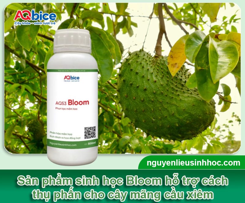 Cách thụ phấn mãng cầu xiêm giúp tăng tỷ lệ đậu trái 5 Cách thụ phấn mãng cầu xiêm giúp tăng tỷ lệ đậu trái