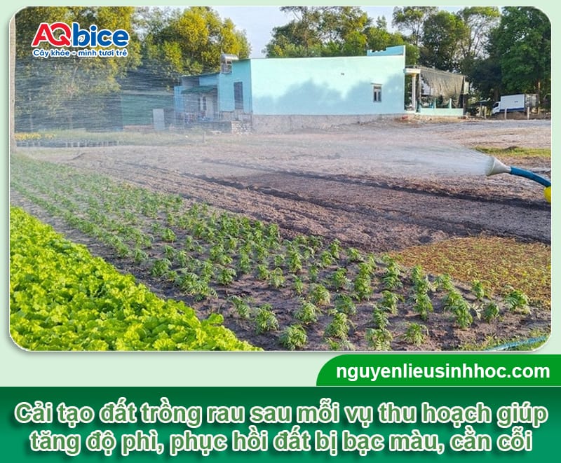 Cải tạo đất trồng rau trước và sau thu hoạch, vườn xanh mướt 1 Cải tạo đất trồng rau trước và sau thu hoạch, vườn xanh mướt