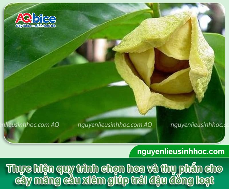 Cách thụ phấn mãng cầu xiêm giúp tăng tỷ lệ đậu trái 3 Cách thụ phấn mãng cầu xiêm giúp tăng tỷ lệ đậu trái