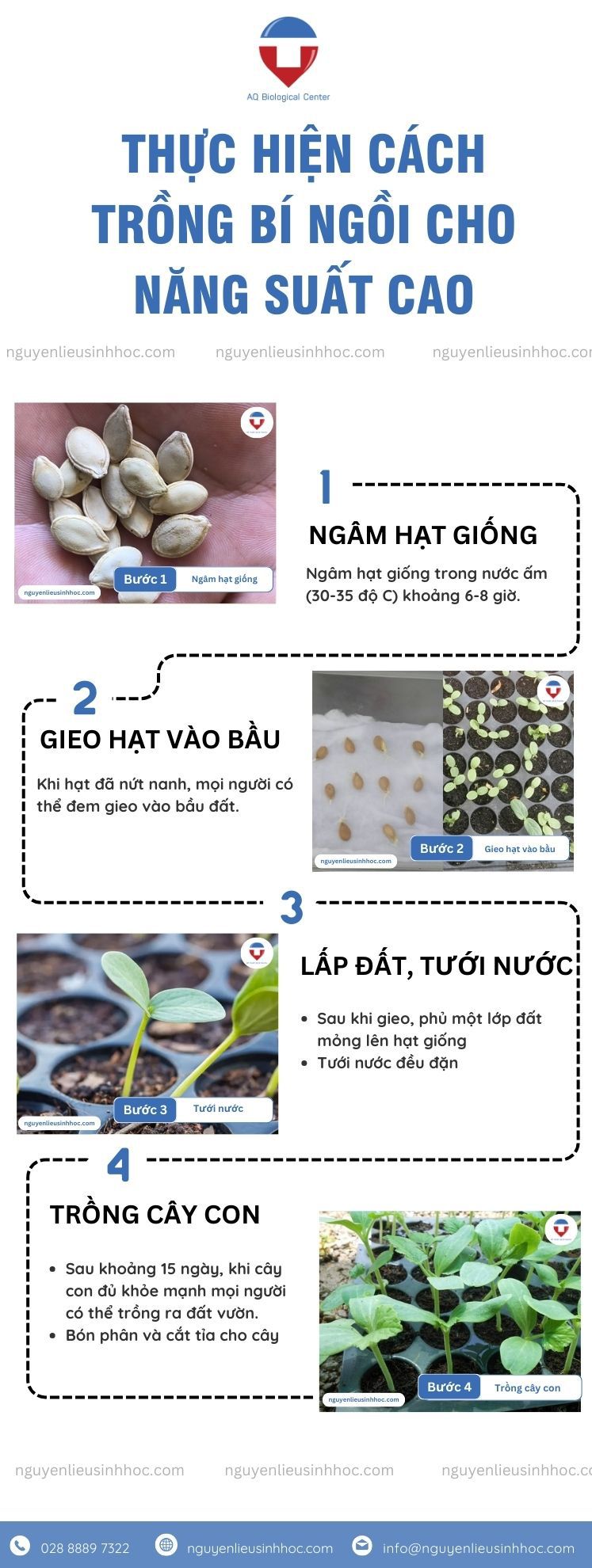 Cách trồng bí ngồi và chăm sóc tại nhà cho năng suất cao