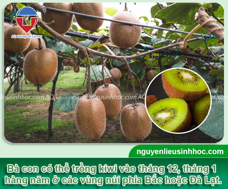 Cây kiwi có trồng được ở Việt Nam không? Thời gian trồng