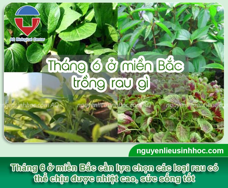 Tháng 6 trồng rau gì ở miền Bắc vừa dễ vừa nhanh thu hoạch?