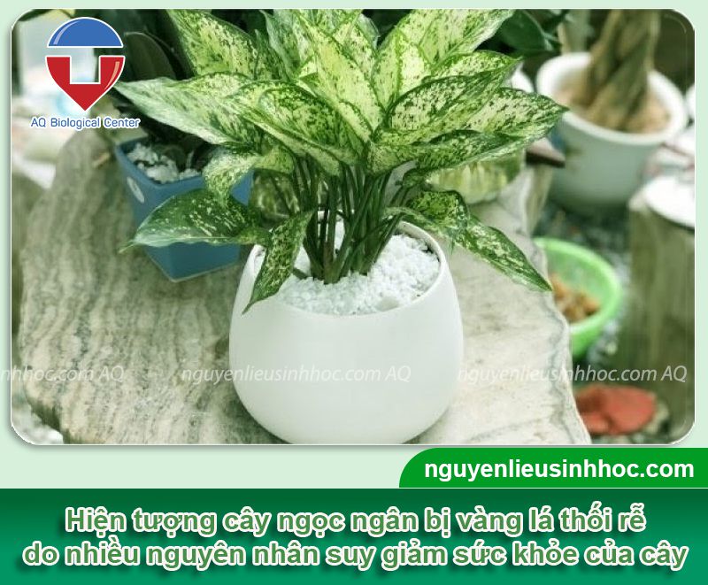 Cây ngọc ngân bị vàng lá do nguyên nhân nào? Cách khắc phục