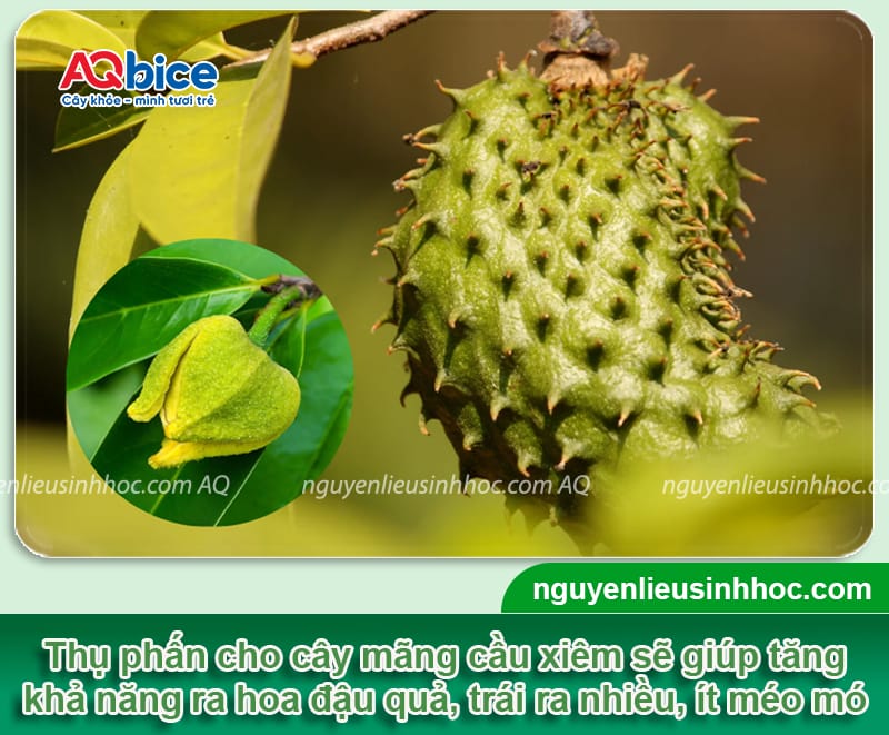 Cách thụ phấn mãng cầu xiêm giúp tăng tỷ lệ đậu trái