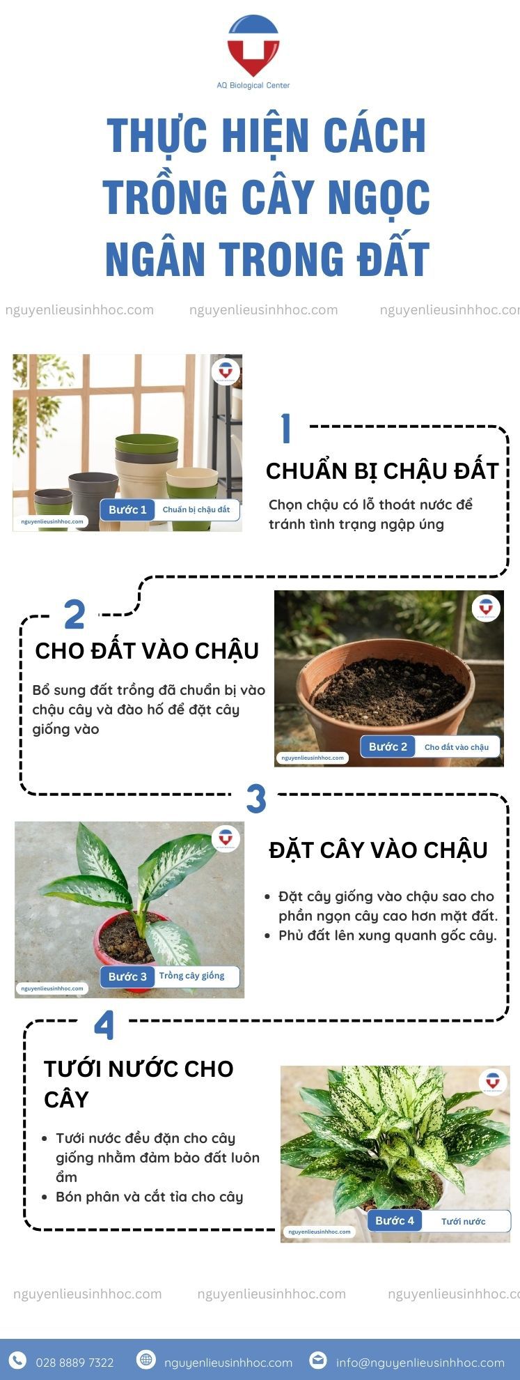 Cách trồng cây ngọc ngân và chăm sóc hiệu quả tại nhà