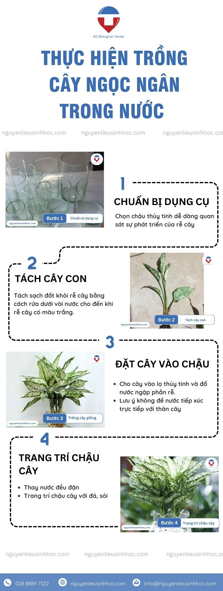 Cách trồng cây ngọc ngân và chăm sóc hiệu quả tại nhà