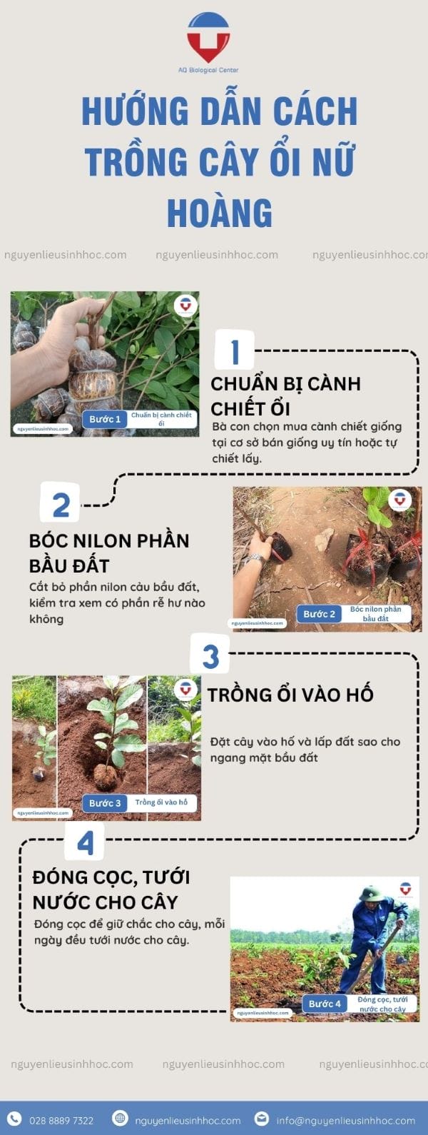 Hướng dẫn cách trồng ổi Nữ Hoàng đảm bảo năng suất, sai quả