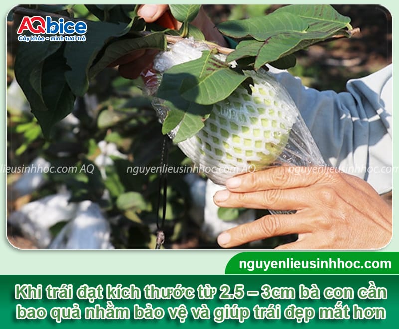 Cách chăm sóc cây ổi ra quả to ngọt, tránh rụng trái non 7 Cách chăm sóc cây ổi ra quả to ngọt, tránh rụng trái non