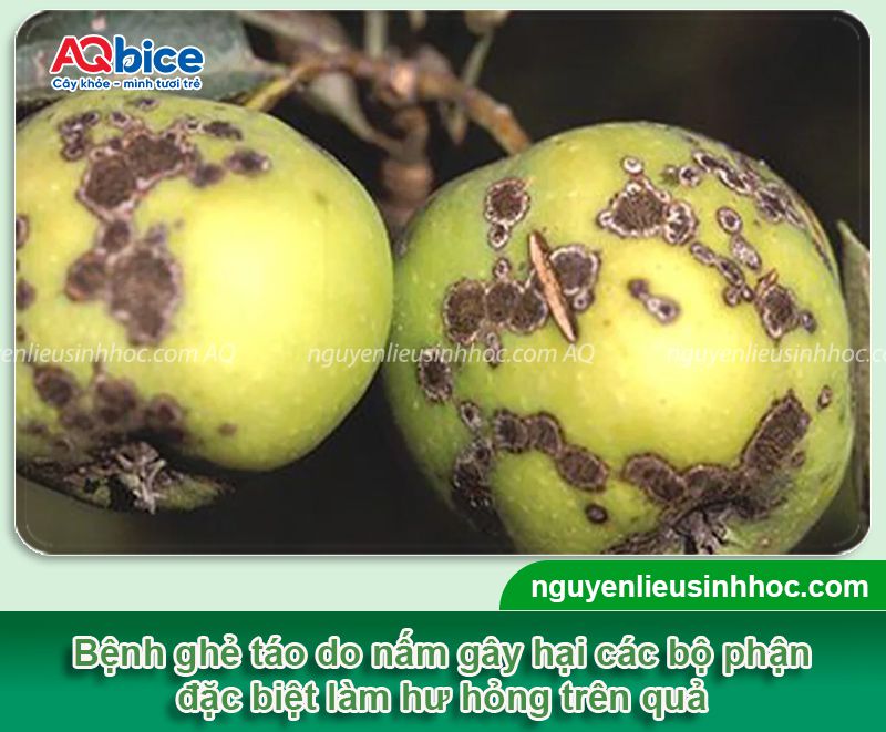 Các loại sâu bệnh hại trên cây táo: Tổng hợp & Cách xử lý 2 Phòng trừ các loại sâu bệnh hại trên cây táo hiệu quả triệt để