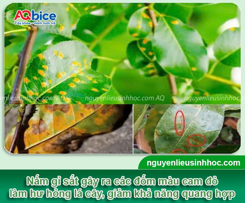 Các loại sâu bệnh hại trên cây táo: Tổng hợp & Cách xử lý 4 Phòng trừ các loại sâu bệnh hại trên cây táo hiệu quả triệt để